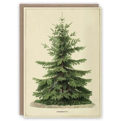 GREETING CARD - Nordmann Fir 