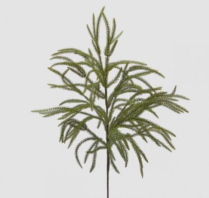 БОРОВА КЛОНКА