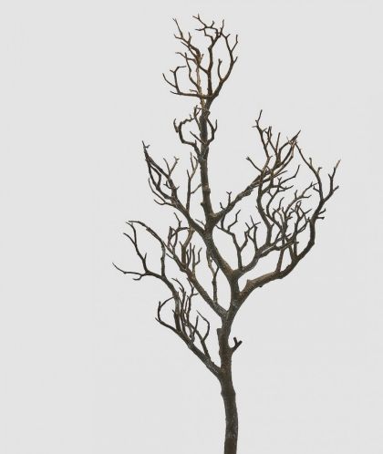 ДЕКОРАТИВЕН КЛОН АКАЦИЯ