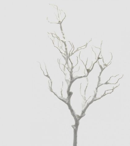 ДЕКОРАТИВЕН КЛОН ЗАСНЕЖЕНА  АКАЦИЯ