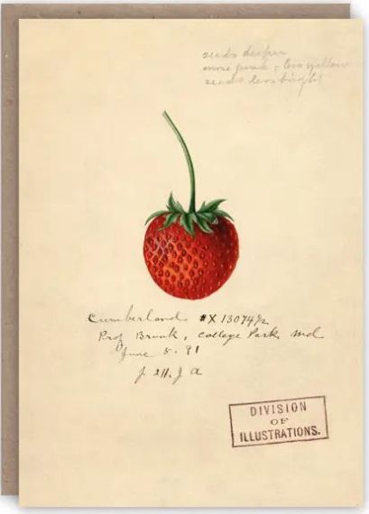 GREETING CARD - Strawberry