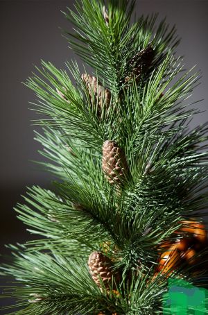 MUGO PINE WITH PINE CONE WITH VASE H.90