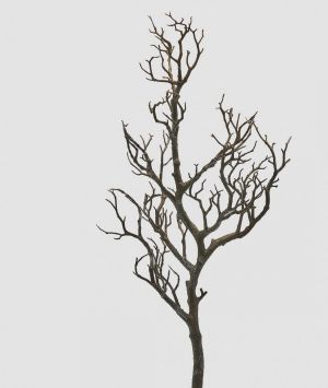 ДЕКОРАТИВЕН КЛОН АКАЦИЯ