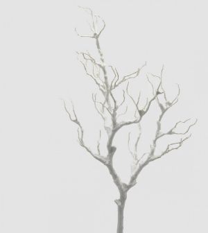 ДЕКОРАТИВЕН КЛОН ЗАСНЕЖЕНА  АКАЦИЯ