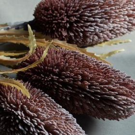 BANKSIA MULBERRY